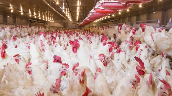 Tecnología transformadora en la producción avícola argentina