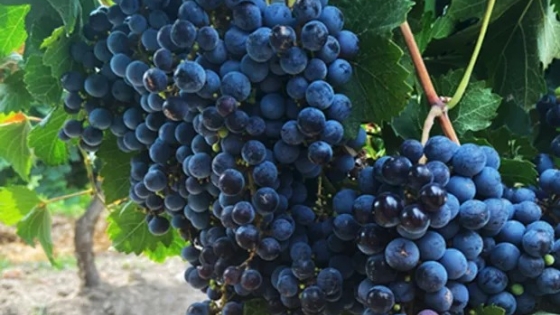 Vitivinicultura: los ensayos que muestran ganancias de 1600 kilos de uvas por hectárea con fertilización foliar