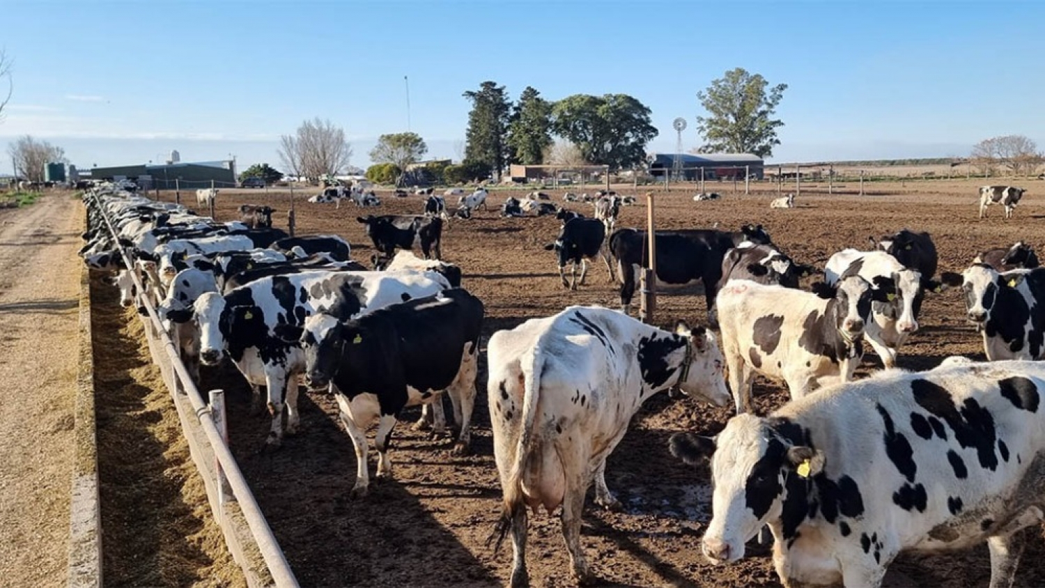 La presión impositiva empuja a la informalidad: advierten que hasta el 40% de los tambos opera fuera del sistema