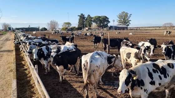 La presión impositiva empuja a la informalidad: advierten que hasta el 40% de los tambos opera fuera del sistema