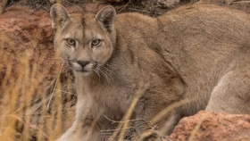 Ataque de Pumas en Conesa: Pérdidas Millonarias para un Productor Agropecuario