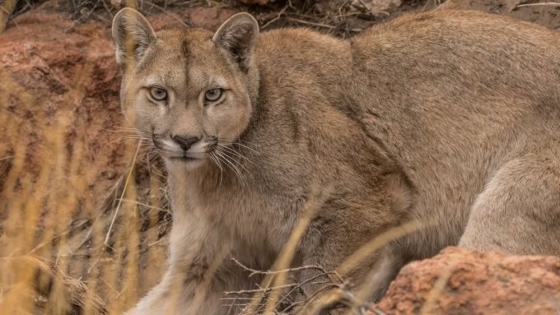 Ataque de Pumas en Conesa: Pérdidas Millonarias para un Productor Agropecuario