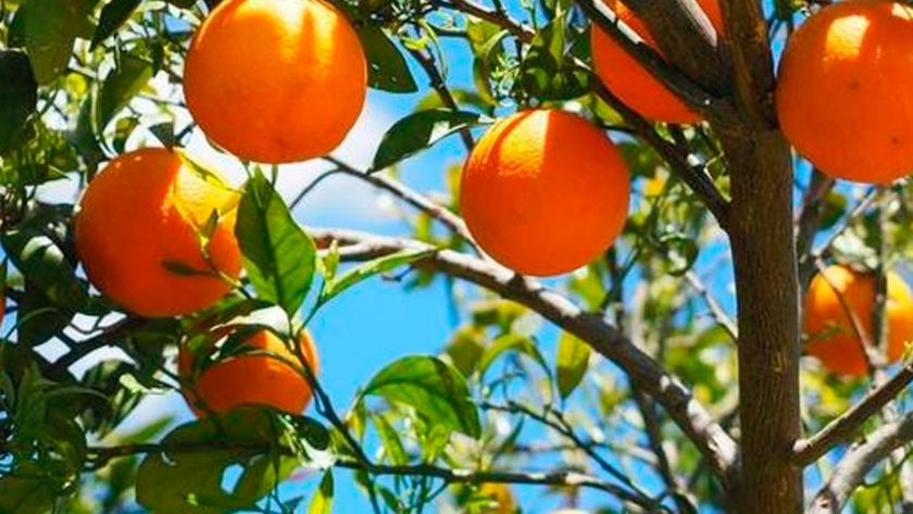 Ante el cambio climático, optimizan recursos para producir naranjas