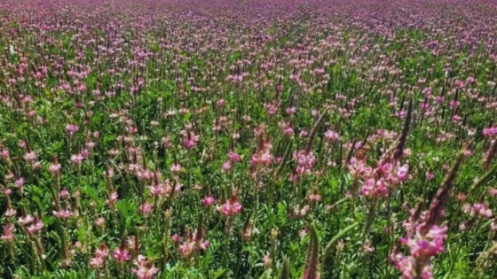 Sainfoin: el forraje que transforma la producción en zonas semiáridas