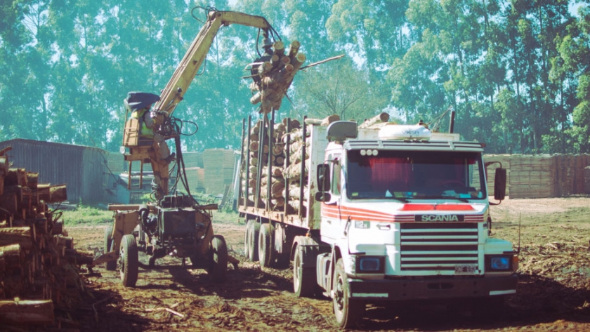 Industria realizó un relevamiento de la situación del sector forestoindustrial