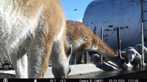 En la Patagonia prueban bebederos especiales para frenar el avance de los guanacos sobre la ganadería ovina