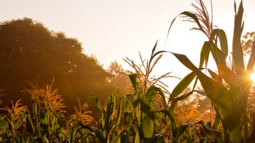 Buen pronóstico para la producción agrícola: alcanzaría los 138 millones de toneladas