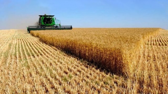 Radiografía del sector: los molinos argentinos tienen capacidad para procesar más de 760 mil toneladas de trigo al mes