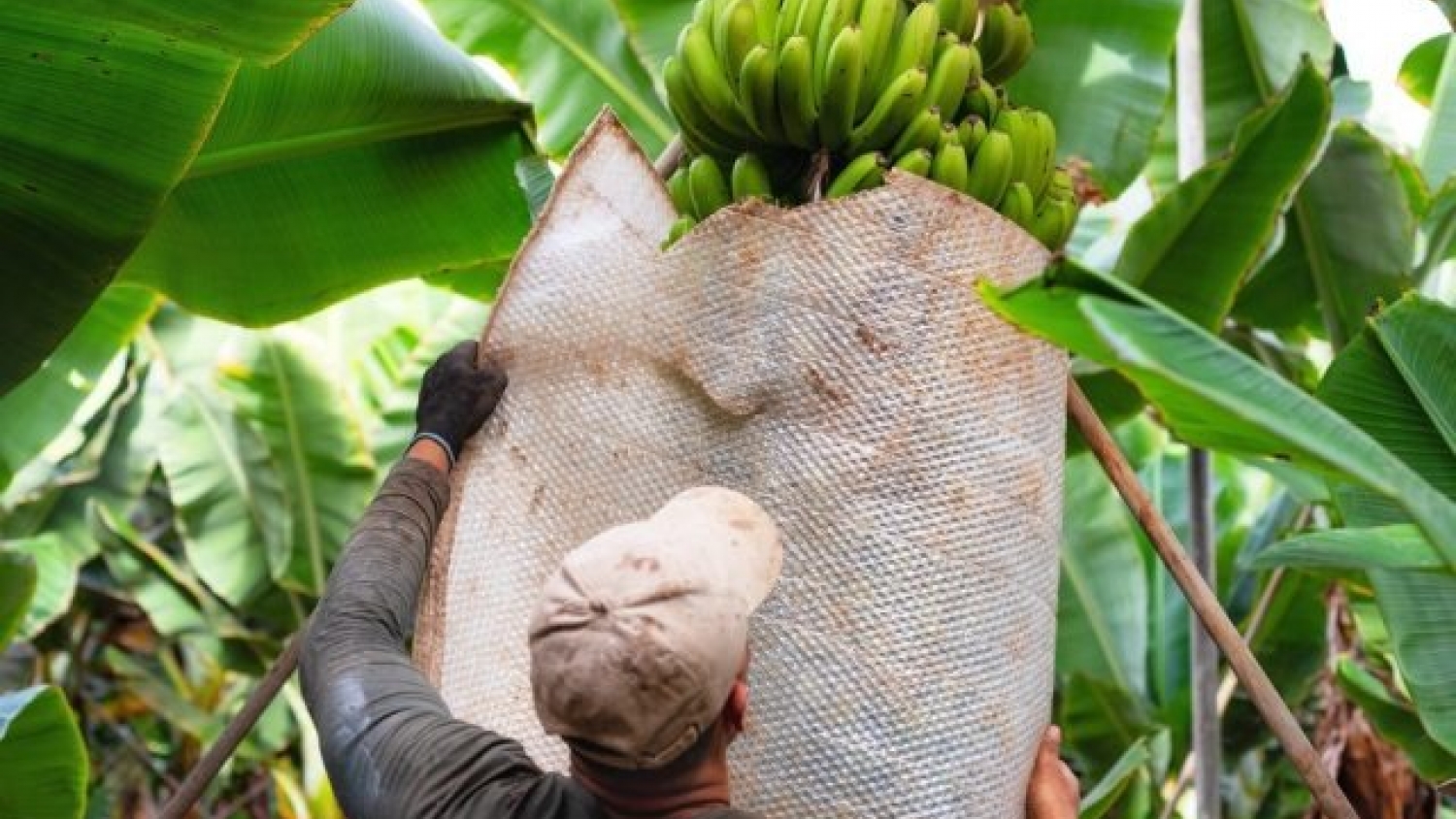 Banana: Salta convirtió en ley el régimen de protección sanitaria