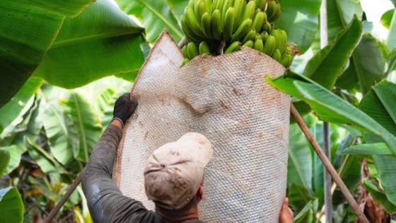 Banana: Salta convirtió en ley el régimen de protección sanitaria