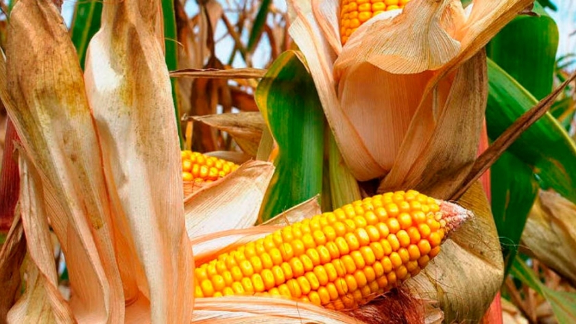 Córdoba, entre los mayores productores de maíz a nivel mundial
