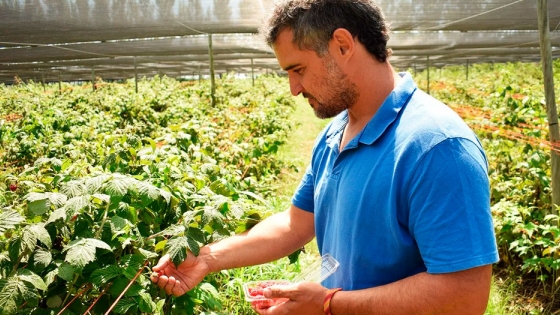 Fruticultura de excepción: Yuco, la finca que produce frambuesas y zarzamoras agroecológicas desde Córdoba