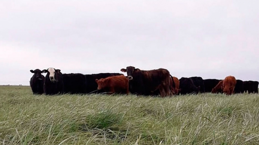 Ganadería y cambio climático: un problema que puede transformarse en una oportunidad