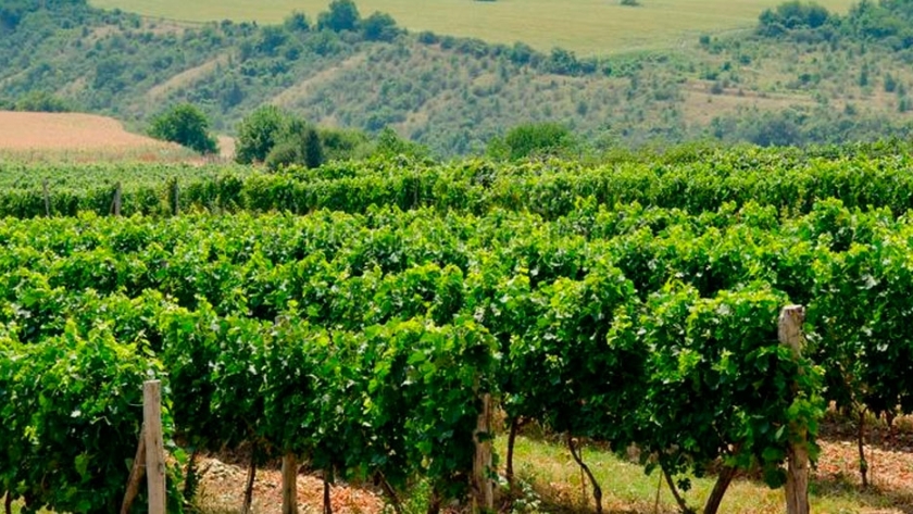 La Ruta del Vino del Danubio