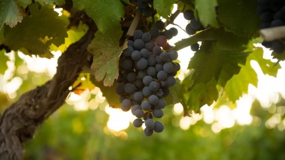 Cabernet Sauvignon argentino: cifras, curiosidades y las mejores etiquetas