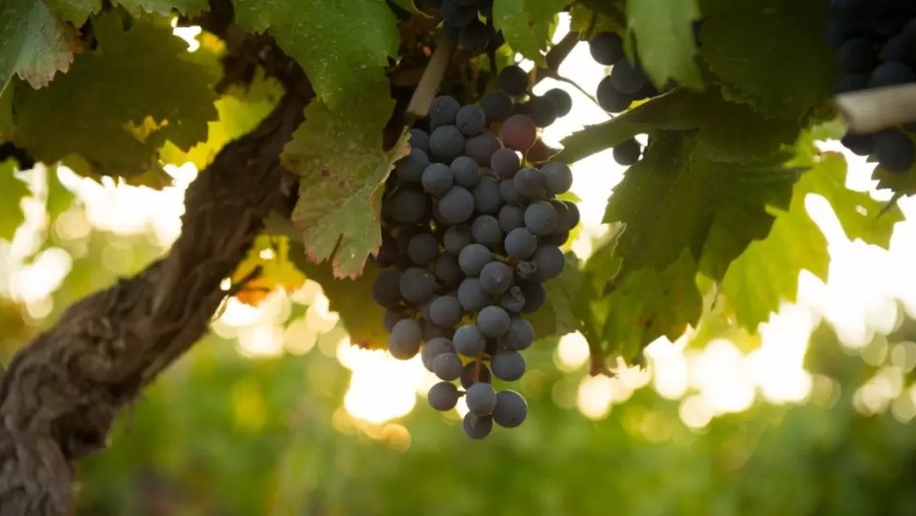 Cabernet Sauvignon argentino: cifras, curiosidades y las mejores etiquetas
