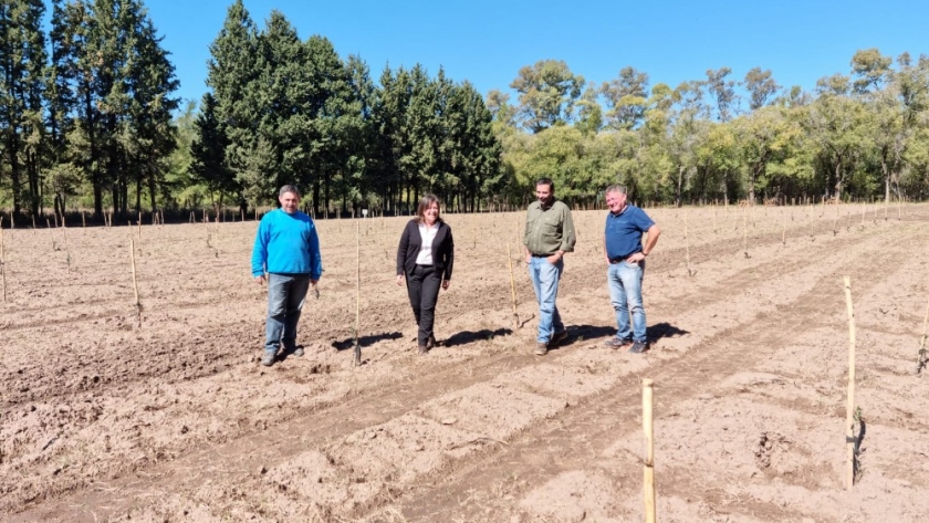 Proyecto de plantación de olivos en el Vivero Forestal de Caleufú