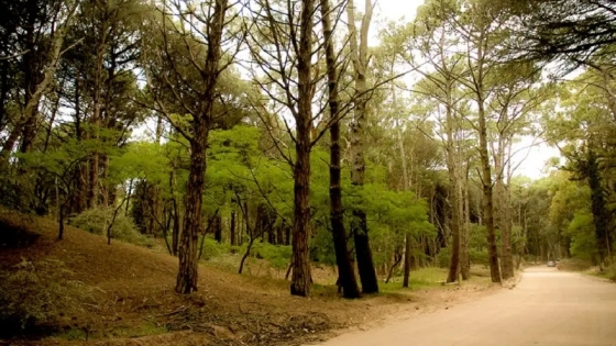 La joya escondida del Atlántico: el bosque y el mar en un solo destino