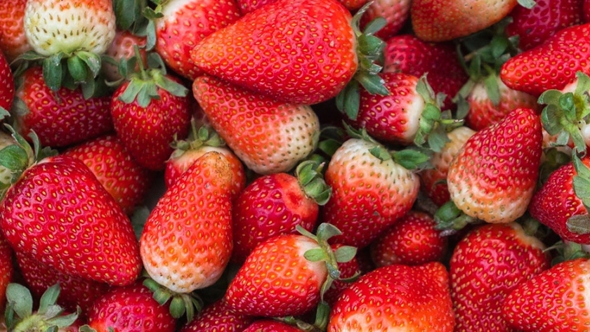 Innovador: las hojas de frutilla pueden combatir bacterias y hongos