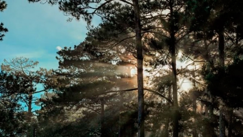 Cómo podar un pino paso a paso