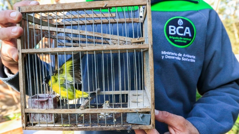 La Brigada de Control Ambiental rescató aves silvestres en Del Viso