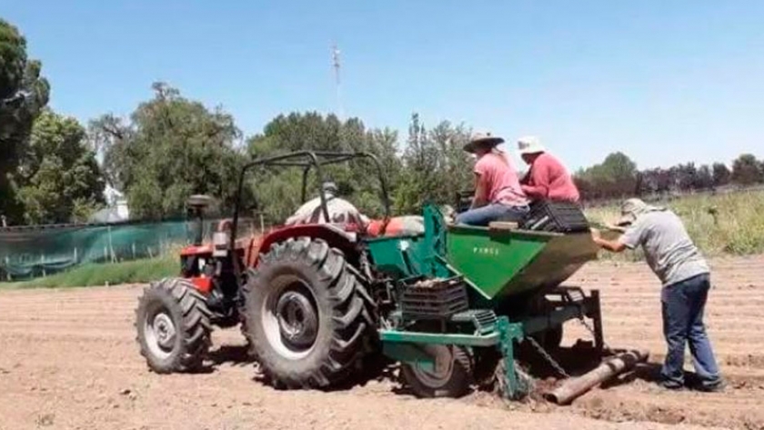 Argentina Buscan desarrollar el cultivo de papas en zonas cordilleranas de San Juan y San Rafael