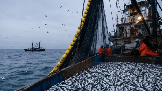 Perú frena la anchoeta y crece la presión sobre harina de pescado.Oportunidad argentina?
