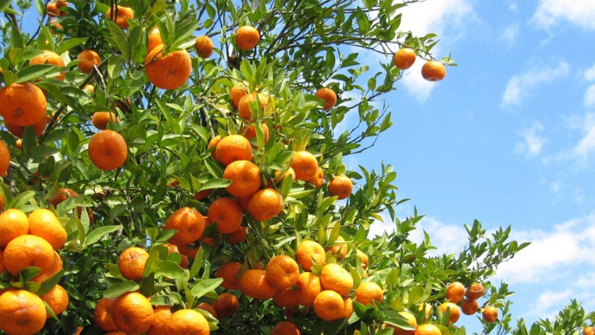 La COPROSAVE aprobó el POA 2021 y analizó nueva reglamentación para movimiento de frutas y plantas
