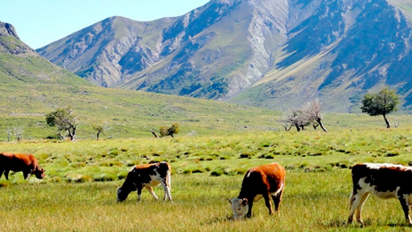 Pastizales del futuro: ganadería con servicios ambientales