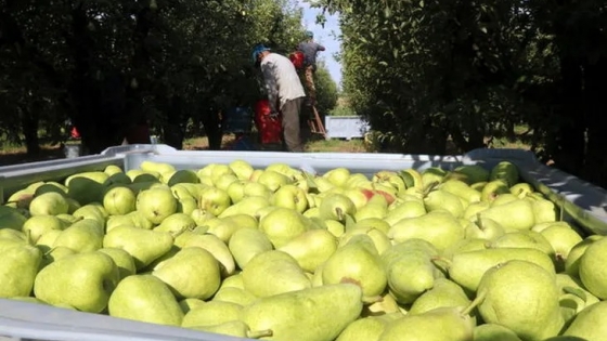 El mercado de la pera en Europa comenzó muy demandado