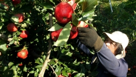 Río Negro: el RENATRE realizará un operativo de registración para trabajadores rurales dedicados a la cosecha de pera y manzana