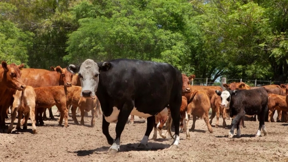 Fiebre aftosa: se vacunaron más de 29 millones de bovinos en 2023