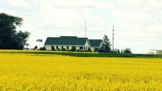 Por qué ahora sí es el momento de la canola en EE.UU. Después de años de fracasos, el cultivo de canola vuelve con fuerza al agro estadounidense, impulsado por la bioenergía, la biotecnología y un nuevo modelo de negocio.
