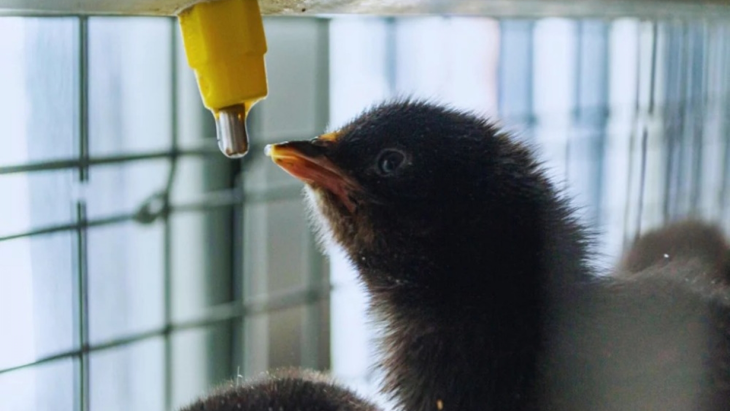 Identifican una cepa probiótica clave para mejorar la sanidad avícola y reducir la dependencia de insumos importados