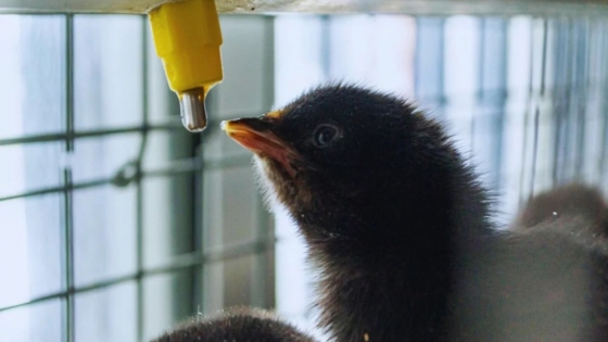 Identifican una cepa probiótica clave para mejorar la sanidad avícola y reducir la dependencia de insumos importados