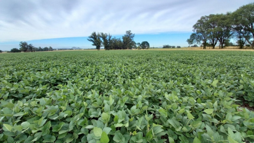 Expertos analizan los desafíos futuros en el sector agrícola argentino