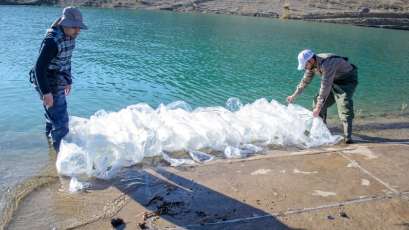 Siembran 520 pejerreyes juveniles en el Dique Punta Negra para potenciar la pesca y conservar el ecosistema
