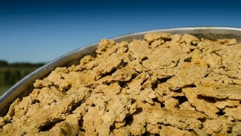 Científicos buscan mejorar la calidad del expeller de soja para sumarlo a la dieta de los argentinos