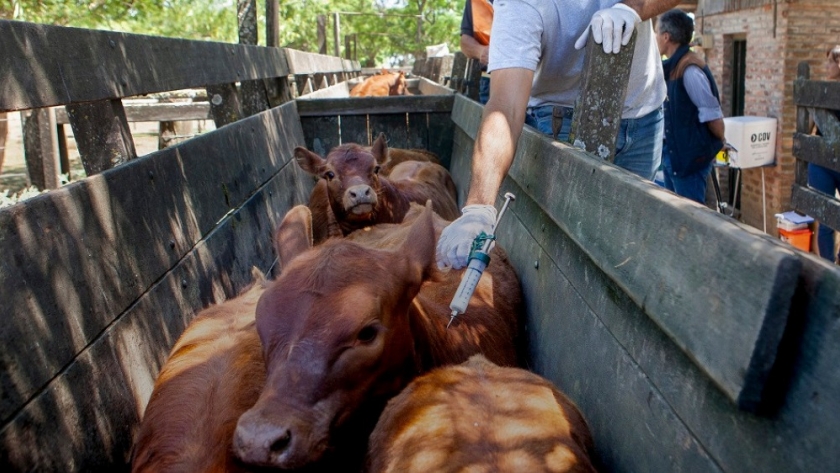 Comienza la primera campaña anual de vacunación contra la fiebre aftosa del 2025