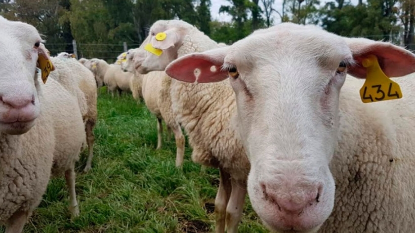 Cuáles son las principales razas y dónde se producen los ovinos en la Argentina