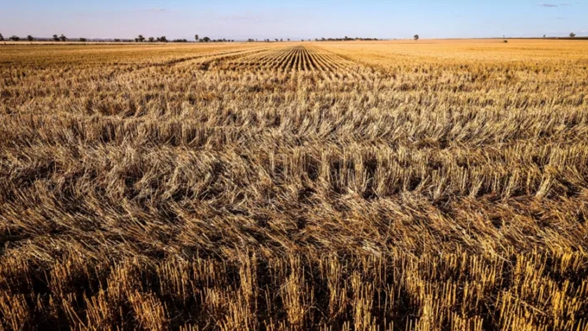 La excelente cosecha de trigo ayuda a Australia a mirar más allá de China