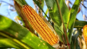 Más beneficios del maíz Bt para los agricultores