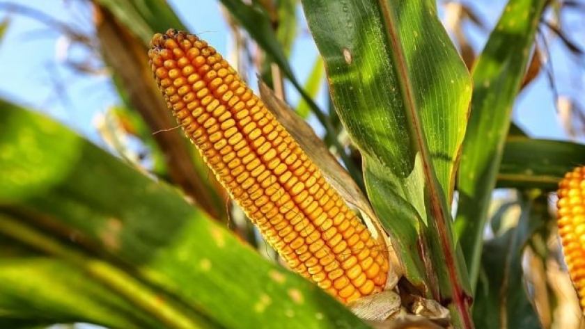 Más beneficios del maíz Bt para los agricultores