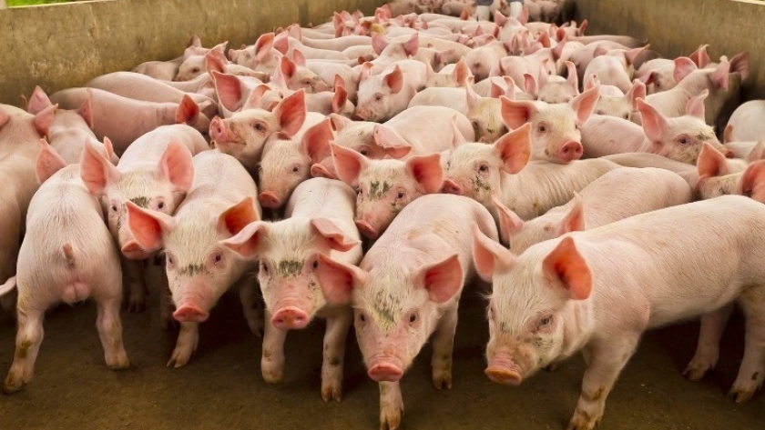 El Gobierno provincial cuenta con financiamiento para el sector porcino