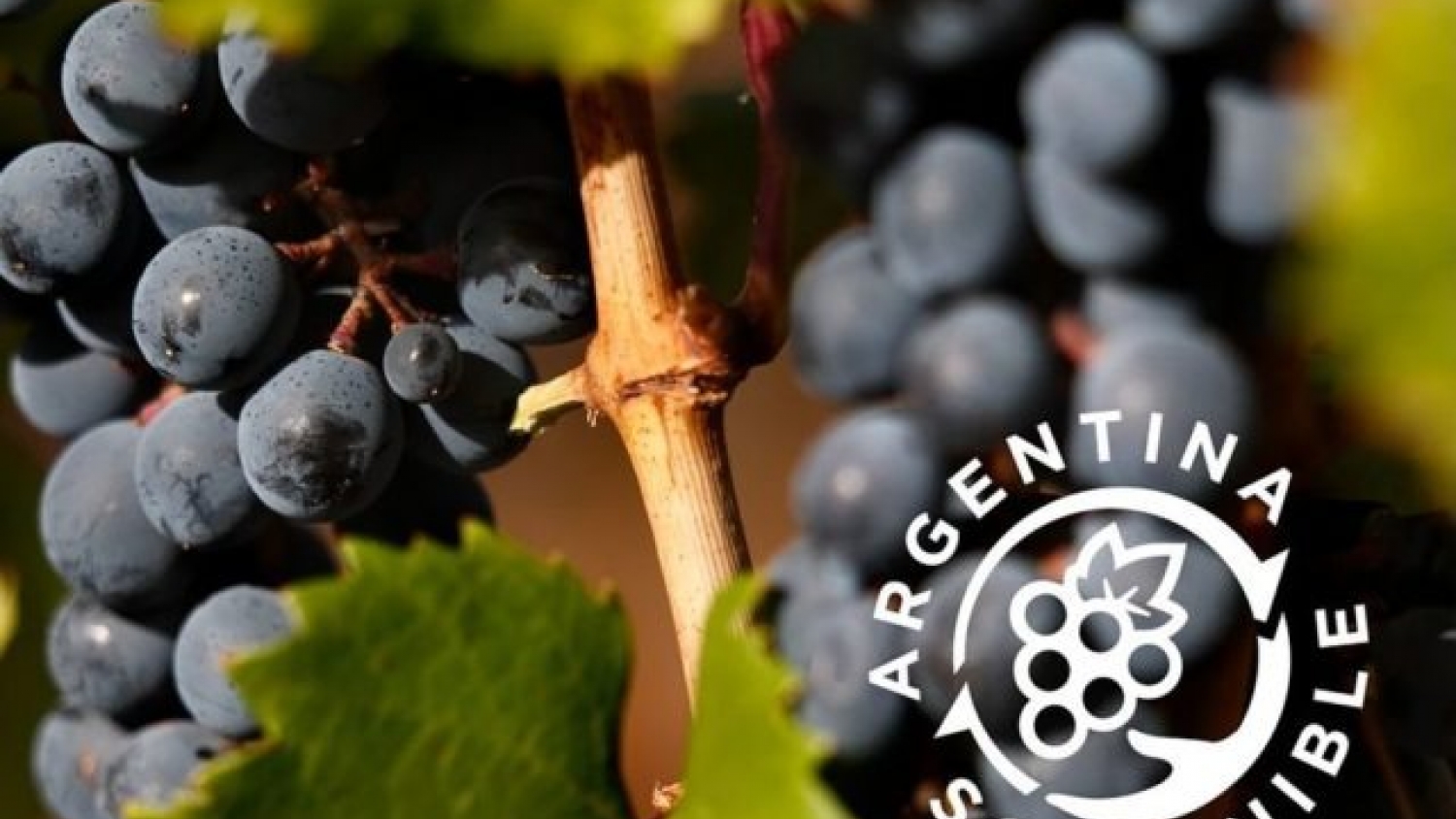 Más bodegas certifican prácticas sustentables y refuerzan el perfil exportador del vino argentino