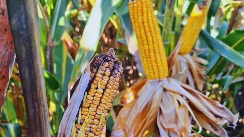 Santa Fe busca declarar a la chicharrita como plaga y pidió créditos a Nación