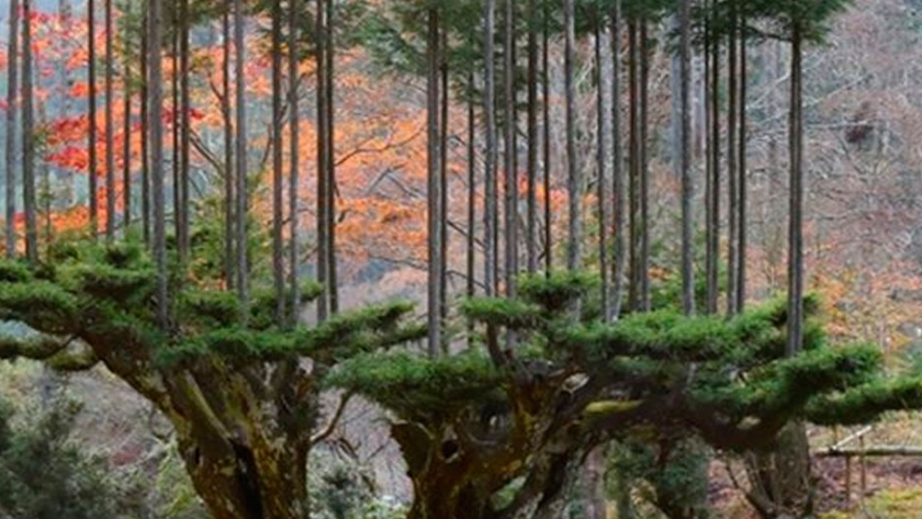 Cómo hace Japón para obtener madera sin talar árboles? | Agroempresario.com