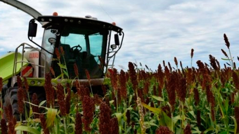 Ensayos con Sorgo ¿Quién da más?