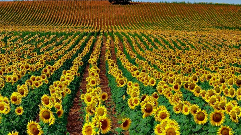 El 84% del girasol sembrado en Entre Ríos presenta una condición óptima