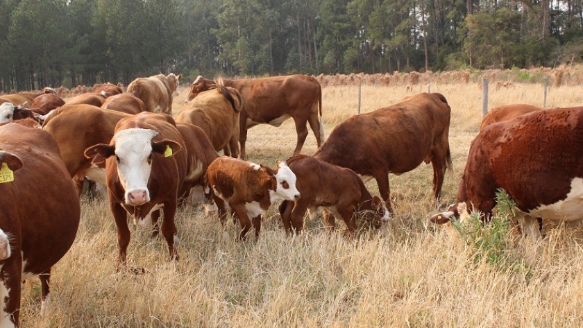 Impulsando la producción y exportación de Carnes en Argentina: Un enfoque en el empleo y la innovación